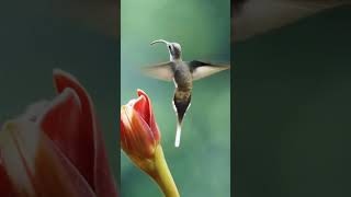 🌺 Descubre la Belleza del Colibrí Vuela en Cámara Lenta 🌸 Colibrí AvesHermosas Naturaleza birds [upl. by Boorman]