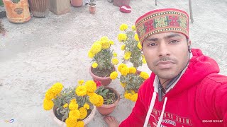 Guldaudi plant ko kaise lagaye kaise care kare kaise jaida flowers paie [upl. by Maribeth]