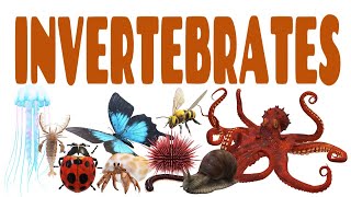 Science Lecture Invertebrates  ANY 10 [upl. by Caril]