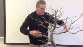 Developing a Persian Parrotia Bonsai with Arthur Joura [upl. by Esila]