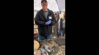 Sights and Sounds  Waterfowl Festival 52 [upl. by Verda]