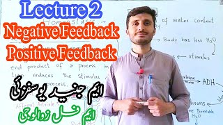 Homeostasis  Negative Feedback  Positive Feedback  Examples  Kingdom of Biology [upl. by Akinyt]