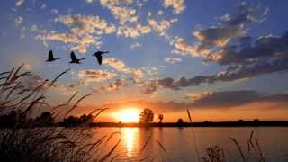 1H CHANT DES OISEAUX Musique relaxante musique pour se relaxer et réviser RelaxTv [upl. by Jerri]