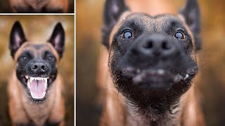 Funny BELGIAN MALINOIS Compilation [upl. by Dian702]