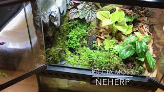 Repurposing the 12” Exoterra into a BEAUTIFUL Mini Paludarium Vivarium Great Success or Epic Fail [upl. by Paradies258]