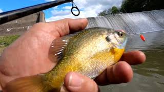 RANDOM FISHING at Canonsburg Lake and Chartiers Creek [upl. by Hurless957]