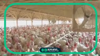 New study says avian flu could potentially spread to humans but the danger is currently low [upl. by Aivata]