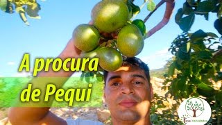 PEQUI FRUTA DO CERRADO VEJA COMO É ENCONTRADO [upl. by Assilen]