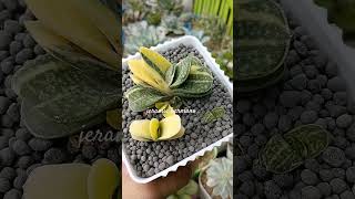 Beautiful variegation of gasteriaplants gasteria shorts shortvideo [upl. by Millicent]