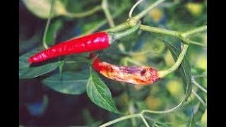 मिर्च का ऐंथ्रैक्नोज़ रोगChilli anthracnose [upl. by Atews710]