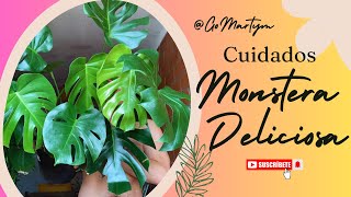 Cuidados Monstera deliciosa [upl. by Sidnee]