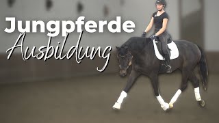 ✨ 4j Pferd korrekt ausbilden 🐴  Takt amp Losgelassenheit spielerisch erarbeiten🤓 [upl. by Aliehs165]