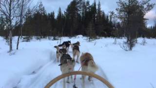 HuskyTour in Lappland Ausschnitt [upl. by Ramalahs]