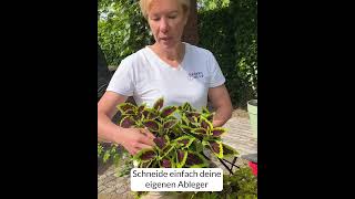 ColeusBuntnessel Perfekt für eigene Ableger und bienenfreundlich [upl. by Iret]