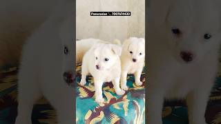 pomeranian 🧿 royaldogsworld puppy dogbreeds gorakhpur doglover spitz petshop [upl. by Adnic]