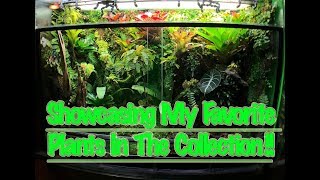 Showcasing MY Favorite Plants In The BIOACTIVE Vivariums [upl. by Lajes]