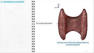 Parathyroid glands anatomy [upl. by Colbye678]