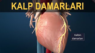 Kalp Damarları Koroner Arterler [upl. by Ybok870]