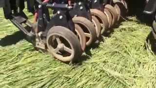 Cross Slot Planting Peas Into Rolled Forage Rye [upl. by Mert]