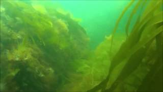 Diving in Pembrokeshire  Skomer island and Dinas Head [upl. by Trent]