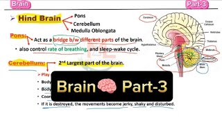 Brain  Part3  Mid brain  Hind brain  Brain stem [upl. by Suilienroc]