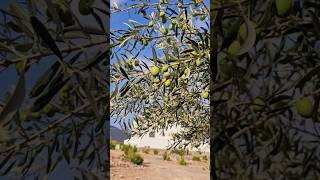 Olives 🫒 in tree [upl. by Hammer383]