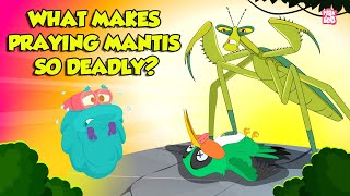 Praying Mantis  Deadliest Insect Ever  Kung Fu Mantis  Insects That Camouflage  Dr Binocs Show [upl. by Paymar]