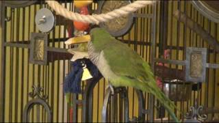 Quaker Parrot Singing quotIf Youre Happy and You Know Itquot [upl. by Azrim]