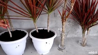 How to Propagate Dracaena Colorama  Marginata Cuttings by Water and Soil [upl. by Oirtemed]