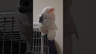 Angry Cockatoo [upl. by Odlopoel]