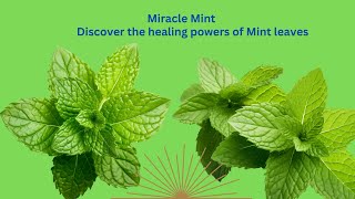 Mint Magic  Surprising Health Benefits You need to know [upl. by Terrena]