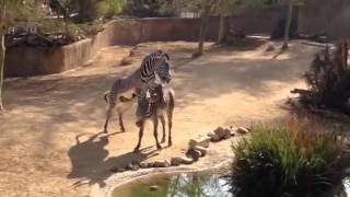 Zebra mating at LA Zoo [upl. by Annaik]