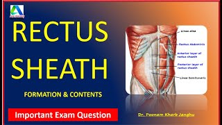 Rectus sheath  Rectus Sheath anatomy  formation and contents [upl. by Ailil]