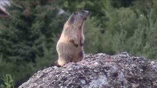 I quotfischiquot delle marmotte [upl. by Kneeland]