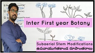 How to Draw Subaerial Stem Modifications  ఉపవాయుగత కాండ రూపాంతరాల పటాలు [upl. by Hanafee326]