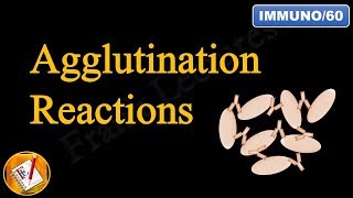 Agglutination Reactions FLImmuno60 [upl. by Kassandra]