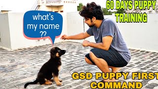 2 MONTHS OLD GSD PUPPY TRAINING MY GSD PUPPY FIRST COMMAND [upl. by Atiuqihc94]