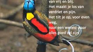 Het lied van Prachtvogel [upl. by Ettevram]