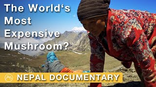 Mushroom at the Top of the World  Searching for Yarsagumba in Nepal  Documentary film [upl. by Eugenio665]