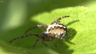 Eichblatt Radspinne Aculepeira ceropegia [upl. by Nilhtac259]