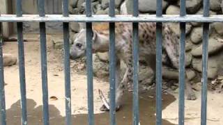 Hyena eats up rib bone in 60 seconds [upl. by Nelag]