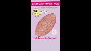 Canine Whipworm EggTrichuris infectionTrichuris vulpis👍Parasitology👍🔬✅ [upl. by Cirnek]