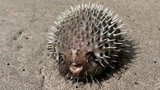 Pufferfish 🐟 The Poisonous Blowfish [upl. by Maxma]