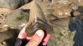 Calvert Cliffs 45 inch Megalodon at beach [upl. by Soraya]