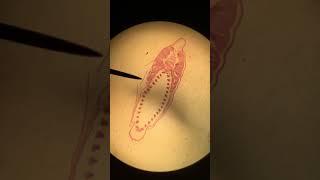 AmphioxusLancelet Female Cross Section [upl. by Riella386]