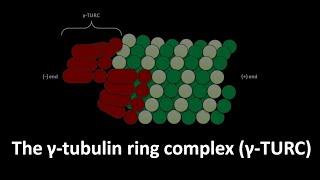 Gamma tubulin ring complex or gamma TURC [upl. by Babette]