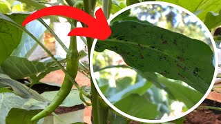 How to get rid of Aphids on chilli plants [upl. by Arathorn]