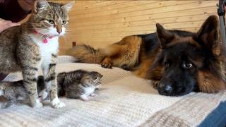 The First Thing Newborn Kittens See Is a Gentle German Shepherd [upl. by Ahsikad]