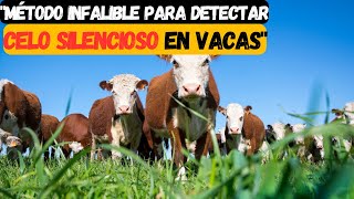 ¿Cómo se detecta el celo silencioso de una vaca lechera desde cero paso por paso [upl. by Atkinson]