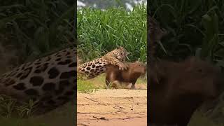 Into the Wild The Fierce Struggle Between Jaguar and Capybara [upl. by Norri145]